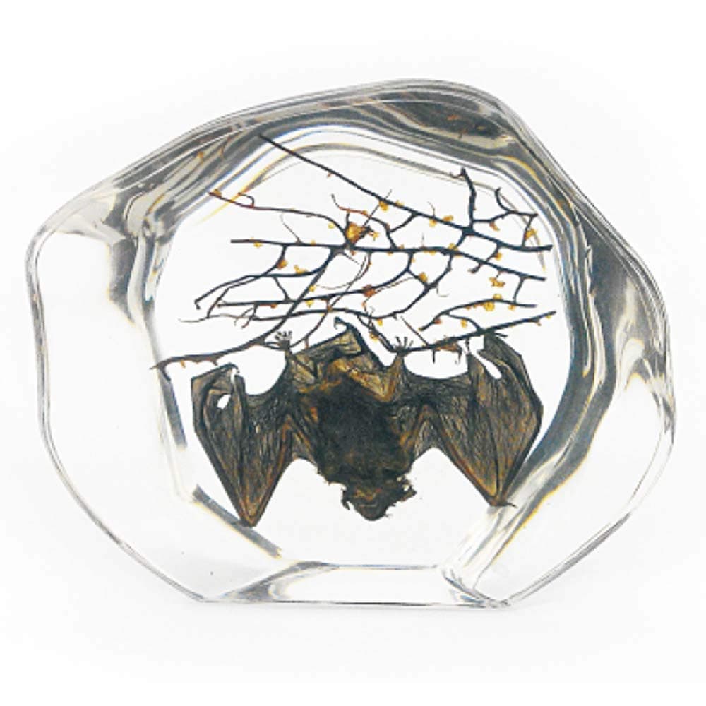 Real Bat in Acrylic Block - Small