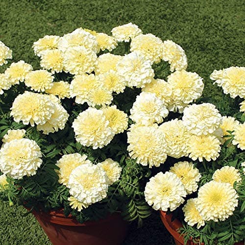 JPD Plants Marigold African Vanilla Bedding Plants (70 Ready)