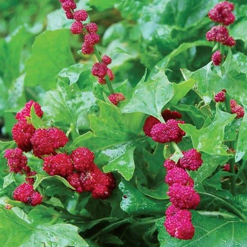 HEIRLOOM NON GMO Strawberry Spinach 100 seeds