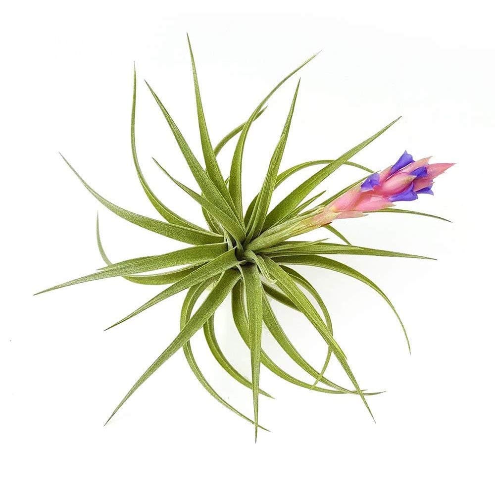 The Drunken Gnome AIR Plants – AERANTHOS – 3 Pack - air Purifying Flowering Tillandsia for Terrarium, Fairy Garden Starter kit, Home Office, Indoor Outdoor, Corporate Gift (3 Pack)