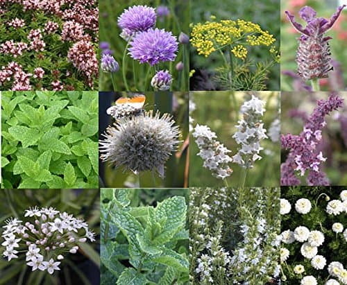 Live Assorted 6 (SIX) Herb Plants Fit 4" Pot: Mint, Parsley, Basil, Thyme, Catnip, Chives, Dill, Fennel, Rosemary, Lavender.