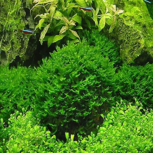 Hot Pellia For Live Fish Moss Fern Aquarium Plant Java Fish Tank Aquatic Seeds Landscape Decoration Ornament 1000 Pcs/bag 500