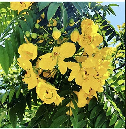 Cassia Tree Live Starter Plant Rooted 7-10 Inch Tall 1-2 Year Old Yellow Flowers (2 Plant Pack)