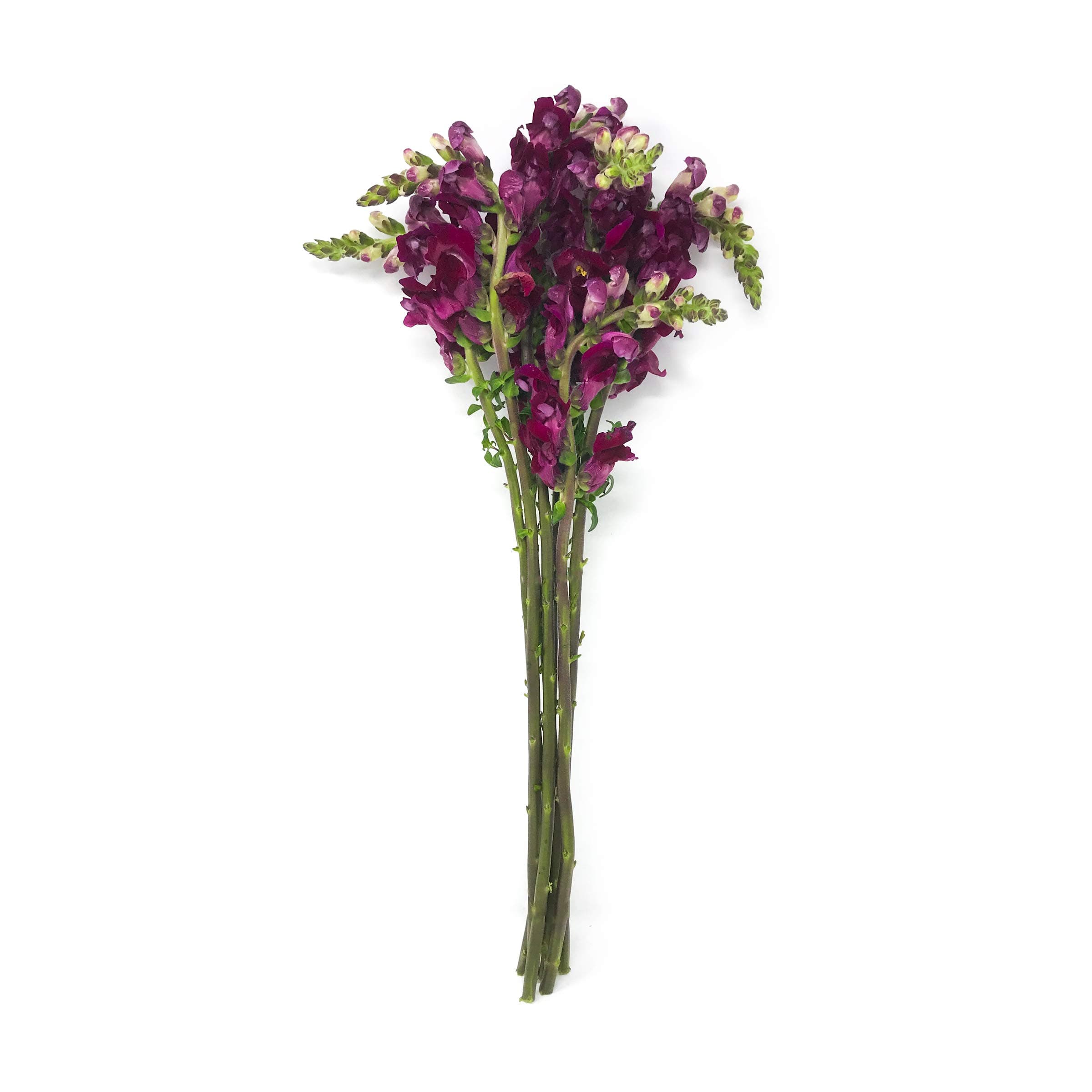 Fresh Blooms, Snapdragon Super Premium, 7 Stems