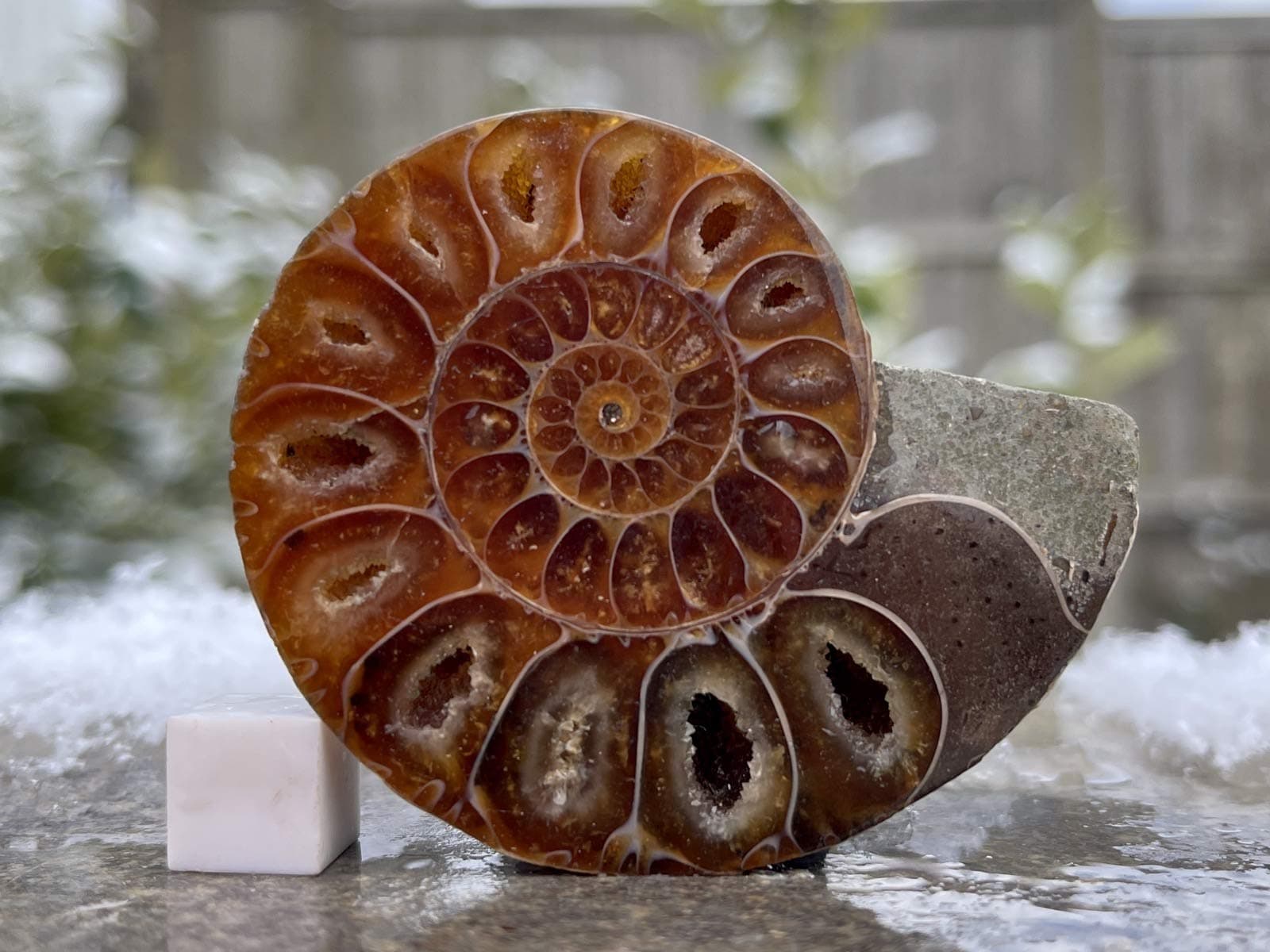 6cm Fossil Ammonite Pairs