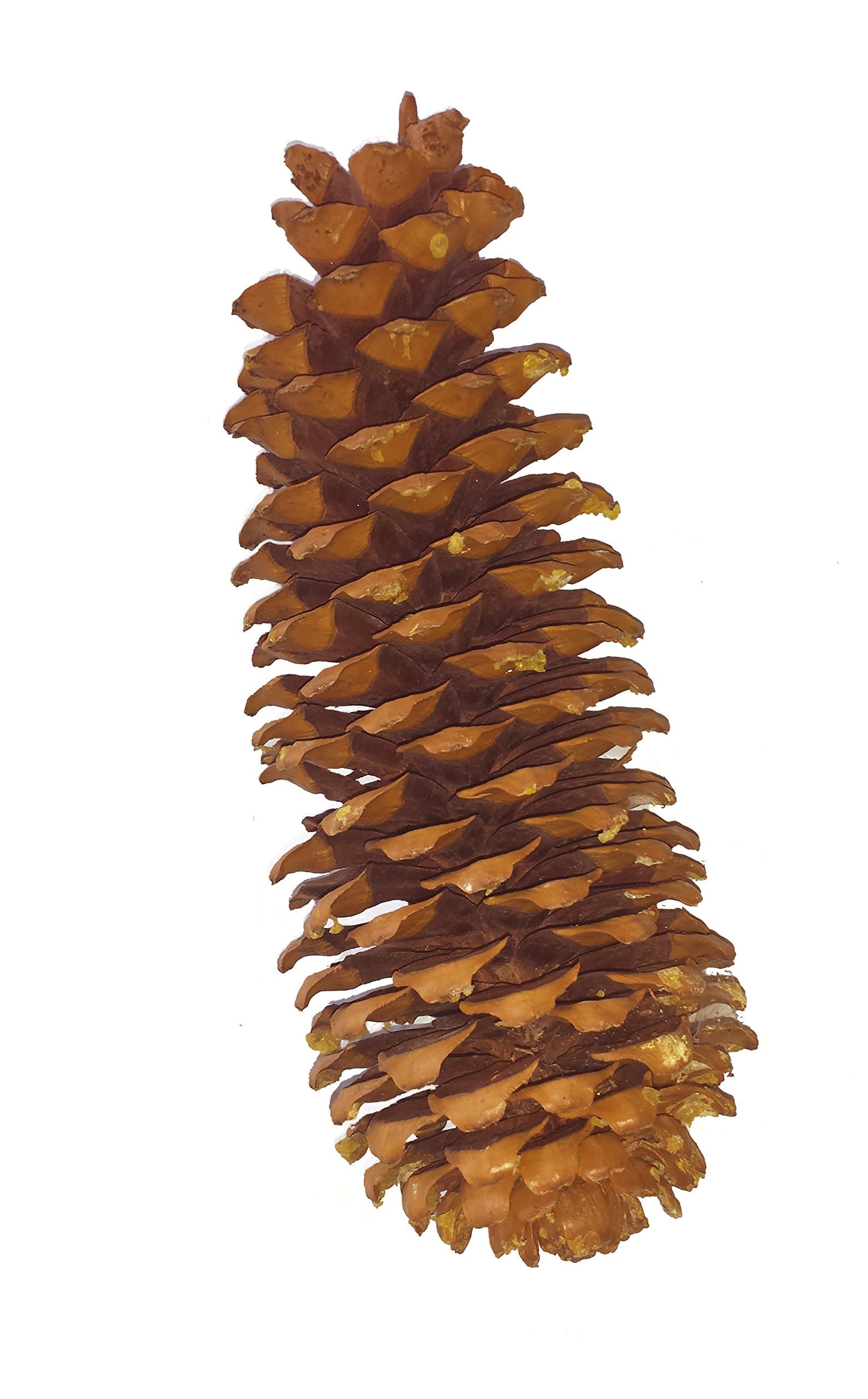 Sugar Pine Cone, Dried, 11-18 Inches Long