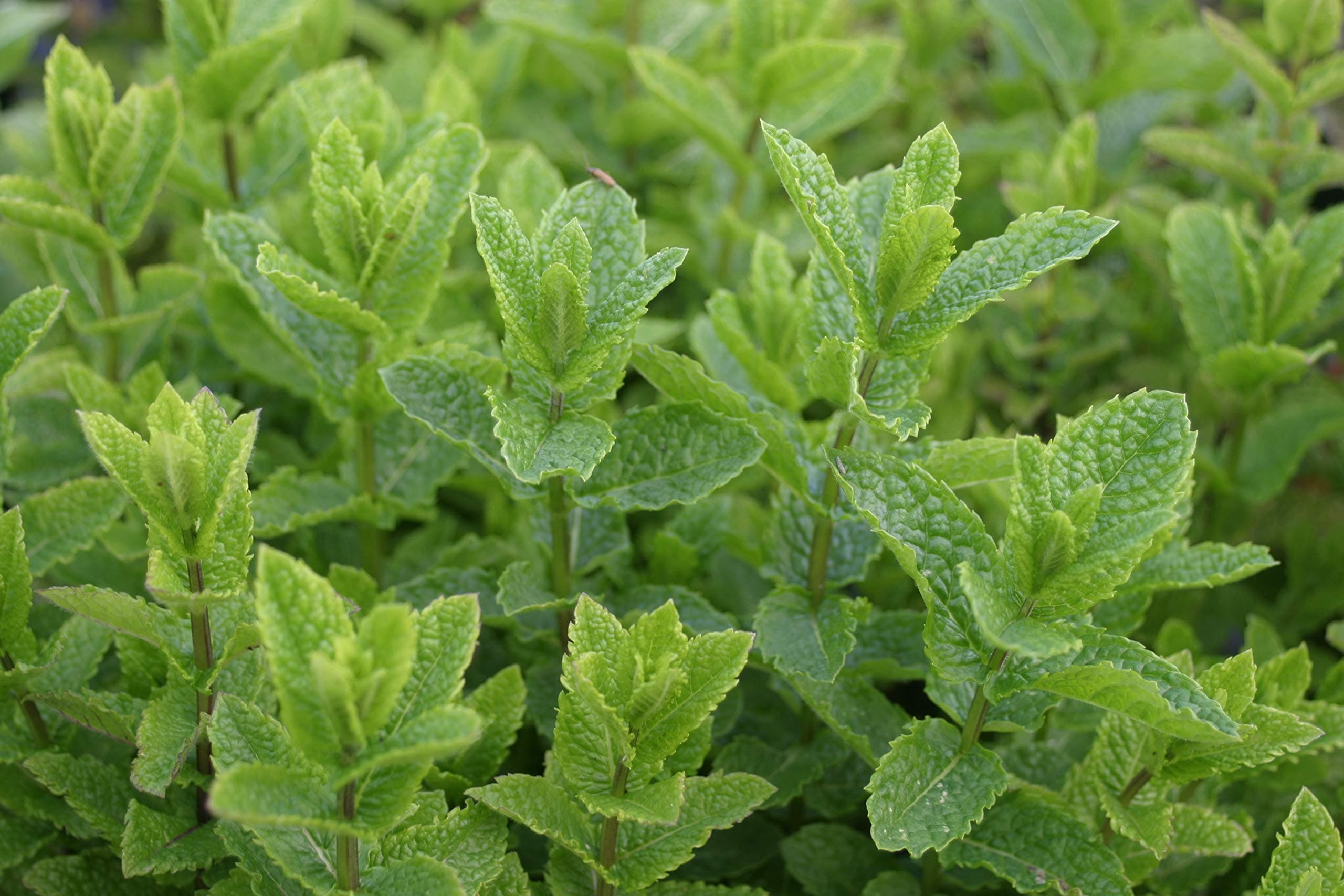 3 Moroccan Mint herb Plug Plants (Fantastic Mint for Mint Tea) Delivered to Your Door. Start Your herb Garden Now. Grow Your own. Herbs Online. Newlands Nursery