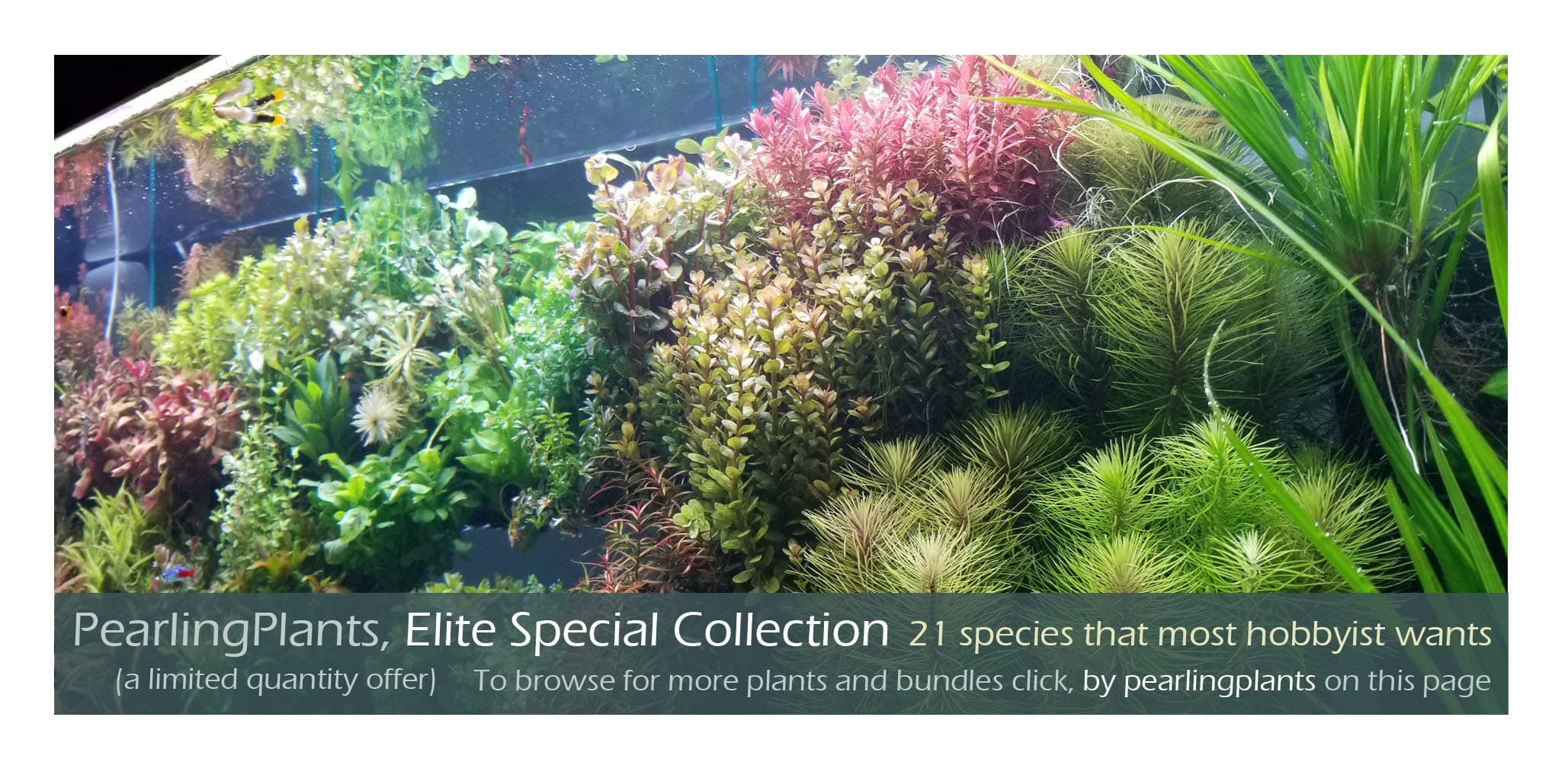 Elite Special Selection 20 Kinds, Bundle, Package, Rare, Freshwater Live Aquarium Plants