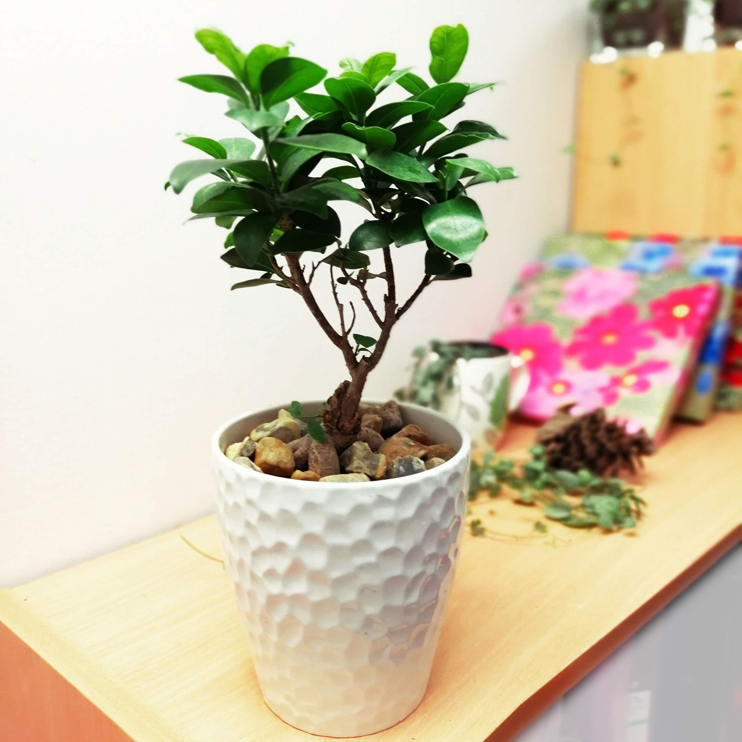 Easy Plants® Ginseng Tree Bonsai Indoor Plants in Red Ceramic Pot