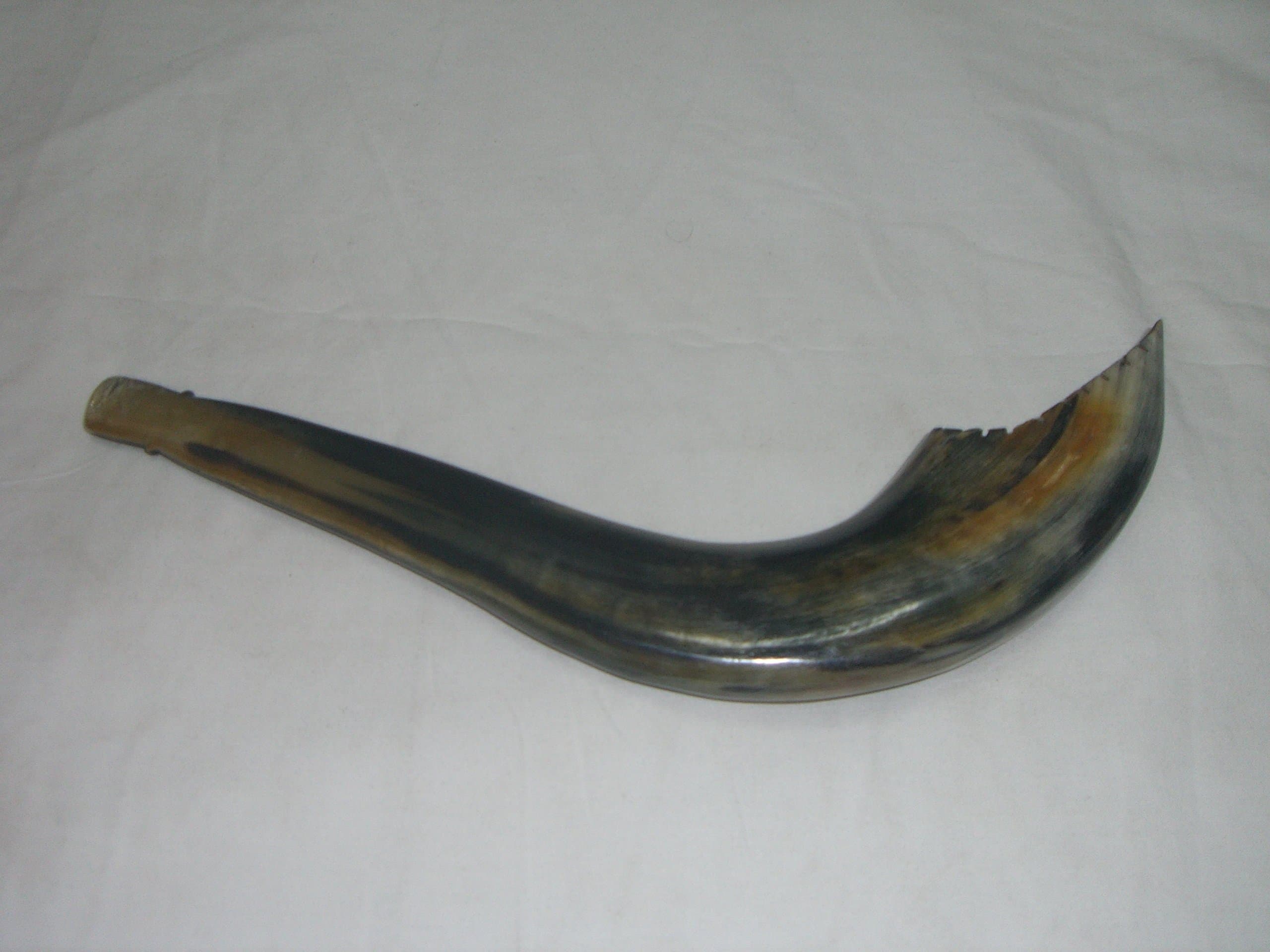Small Ram's Rams HORN SHOFAR Music Moroccan Morocan 14"-16"