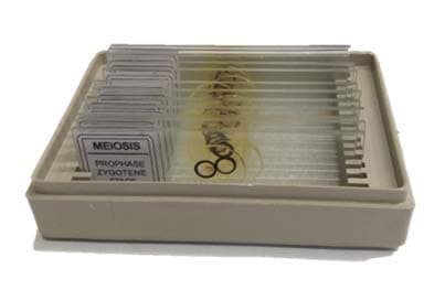 AIM Meiosis Slide Set (Onion Bud)