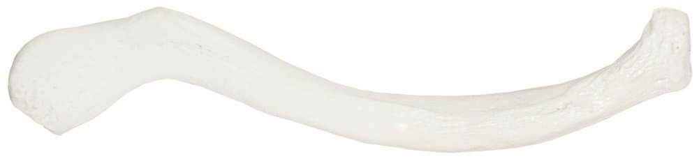 Axis Scientific Clavicle - Left