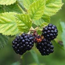 Bramble berry plant (pack of 2)