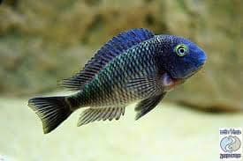 2 Tropheus LUFUBU Purple Rainbow Extremely Rare