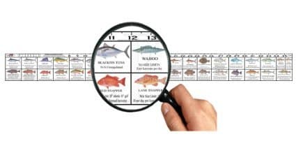 Texas Saltwater Fish Ruler Decal