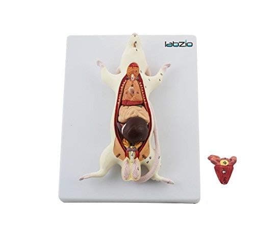 Children - Plastic Rat Dissection Model, Natural Size, 6 Removable Parts, On Base, with Detailed Study Guide, Multi
