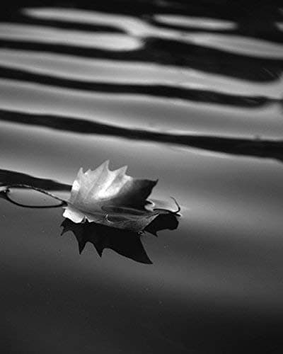 Black and White Photography, Minimalist Art, Maple Tree Dry Leaf Art, Water Ripples, Leaf on Pond, Modern Art Print from 5x7 to 18x24, Office Wall Decor, Foyer Wall Art, Gift for Men