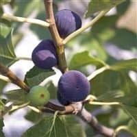 Ficus carica Violette Dauphine - Fig