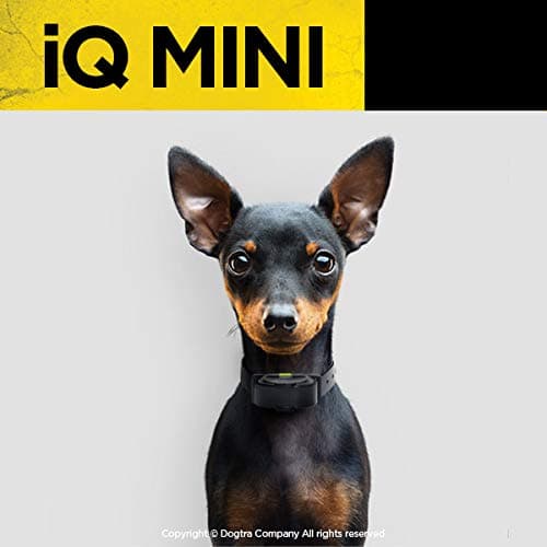 Dogtra IQ Mini Small Dog Remote Training System - 400 Yard Range Collar, Rechargeable Remote Trainer, Waterproof, Static, Vibration Pager Training with PetsTEK Dog Training Clicker
