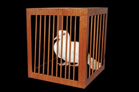 Tora Magic Appearance of a cage from anywhere