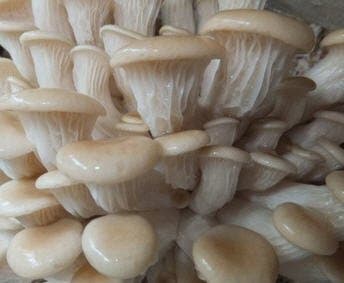 Phonenix Oyster Mushroom Growing Spawn Plugs 40 count
