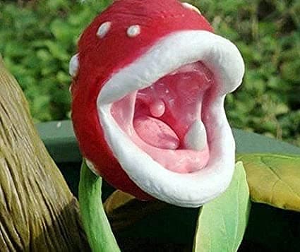 Enchantress Carnivorous Plant Seeds,30