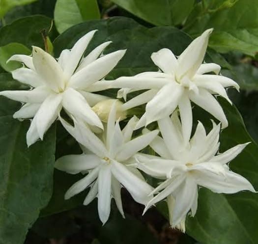 Star Jasmine - Iruvaatchi malli live Plant
