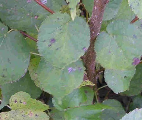 Little leaf Linden Tree seedling great yard shade tree tilia basswood LIVE PLANT