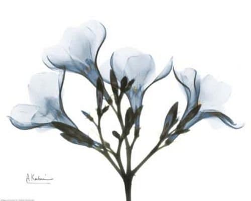 Blue Oleander by Albert Koetsier 20"x16" Art Print Poster