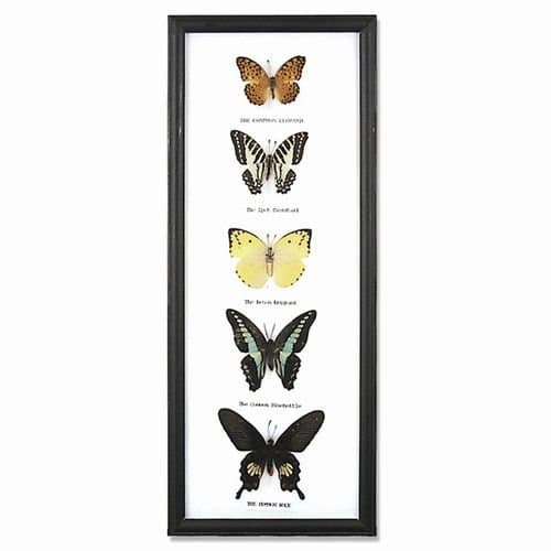 5 Butterfly Specimens on Cotton Back Wooden Frame