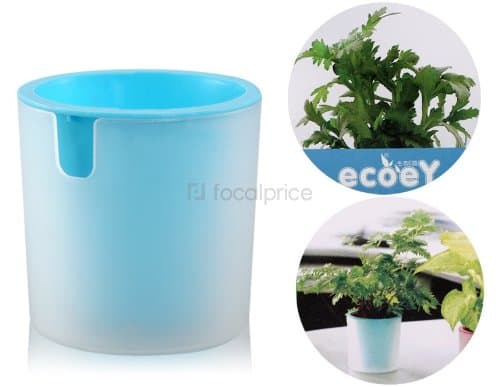 Activated Carbon Hydrocotyle Vulgaris Potted Plant