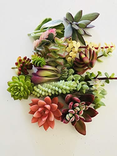 Live Succulent Cuttings 10 Assorted Varieties Beginners Succulents, No 2 Cuttings Alike, Great for Terrariums, Mini Gardens, and as Starter Plants