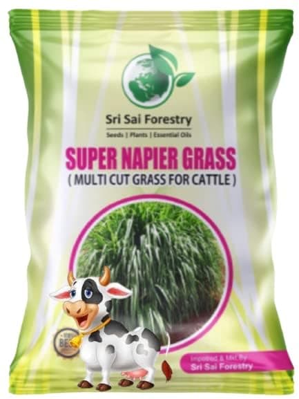 SRI SAI FORESTRY Super Napier Grass Seeds High Yield, Multi Cut Grass for Cow and Goat (2000 Seeds)