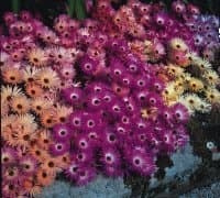 Just Seed - Flower - Mesembryanthemum Magic Carpet Mixed 2000 Seed