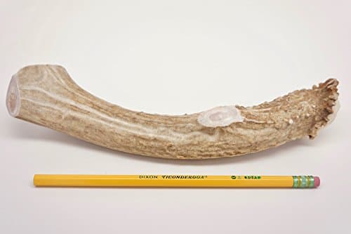 ONE (1) Piece Jumbo/Extra Large Deer Antler Chew Bone for Dogs, 9" - 11" Long, for XL/Large Dogs 50-90 pounds, Made in The USA from Wild Colorado Deer Antlers (Extra Large Jumbo)
