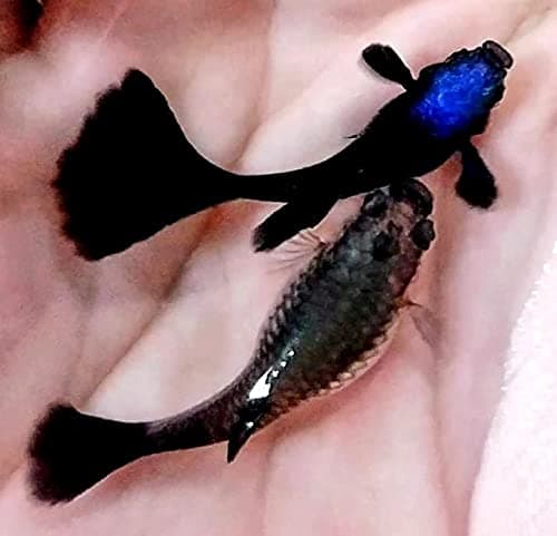 Generic 1 Breeding Pair- Blue Tarzan- New Strain Live Guppy Fish, 3 months