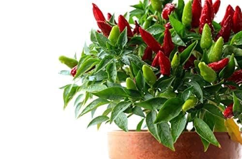 Chilli Plants - 'Prairie Fire' - 1 x Full Plant in a 9cm Pot - Chillies - Garden Ready - Ready to Plant - Premium Quality Vegetable Plants