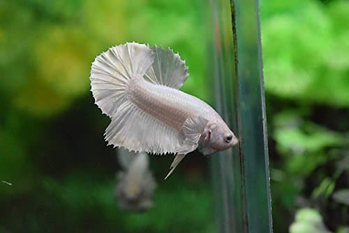 Plakat Betta Fish White Platinum HMPK Male