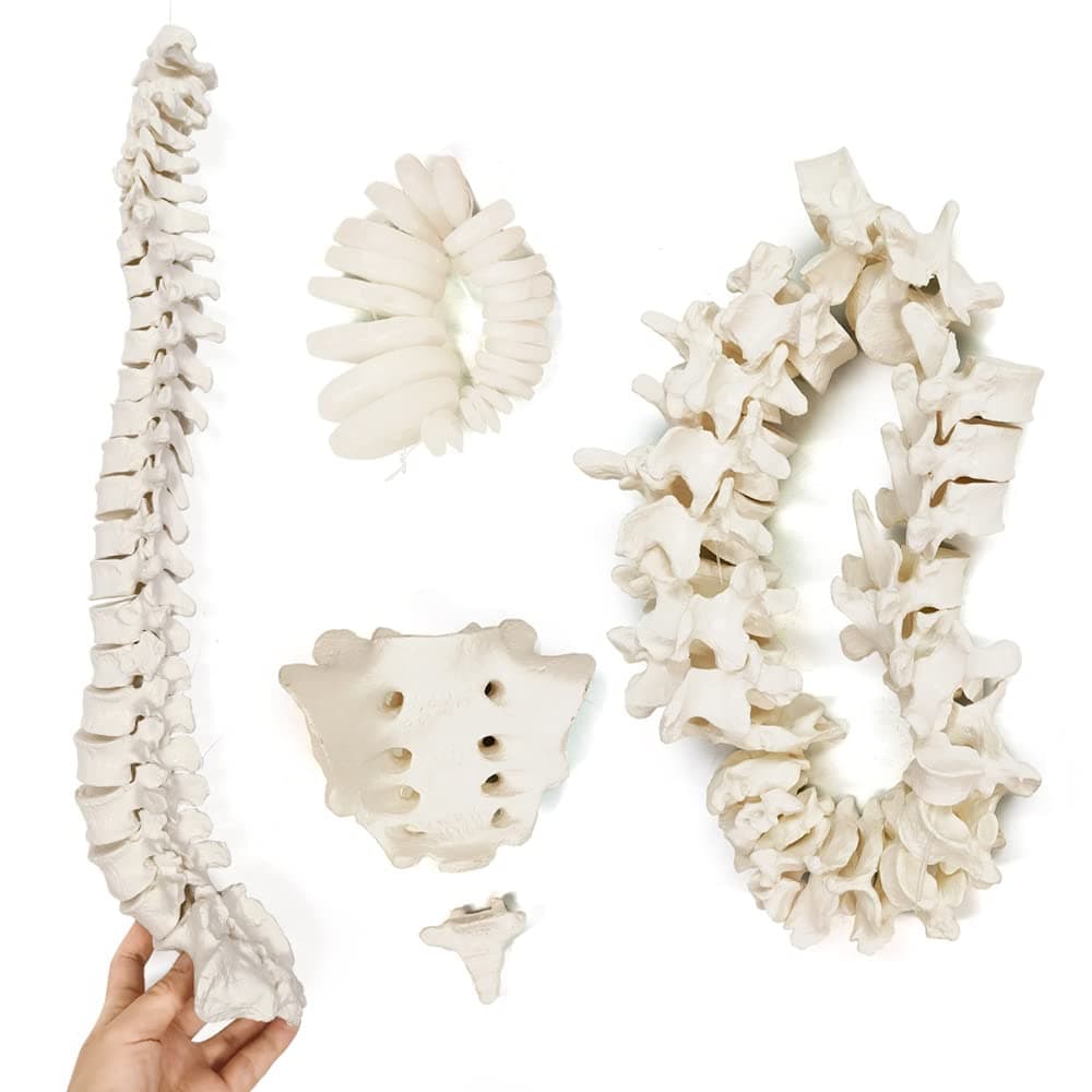 1: 1 scale human spine model 7 cervical vertebrae 12 thoracic vertebrae 5 lumbar vertebrae structure loose bone free bone model