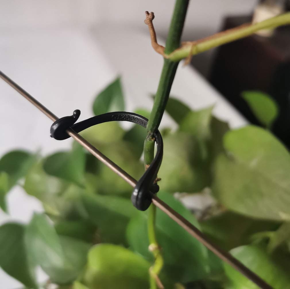 SUSUB 200PCS Kiwi Grape Stem Vine Clips Grape Ties Garden Plant Support Clips Holder Fruit Buckles Hooks Fixed Fork Vine Training Grow Ties Staking Twine