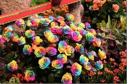 Watercolor Rose Bush Flower Seeds Packet Pre-stratisfied