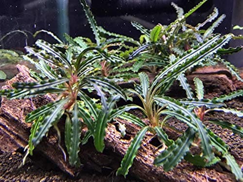 Bucephalandra Dark Catherine - Live Aquarium Plant