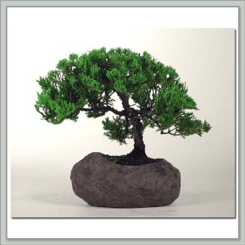 Nursery Direct Green Mound Juniper Bonsai Tree in Rock III (b-jr3)