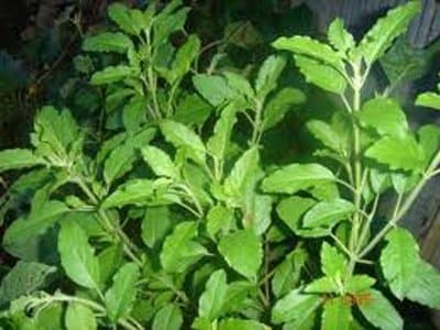 Ooobies Holy Basil Organic Seeds