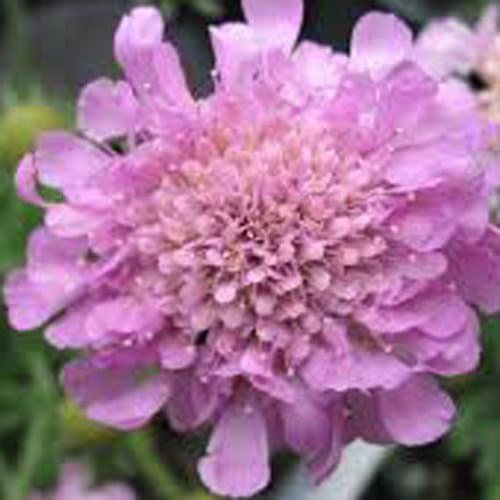 Scabiosa 'Pink Mist' 15cm Pot Size