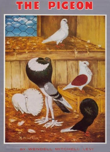 The Pigeon Hardcover – March 21, 2013