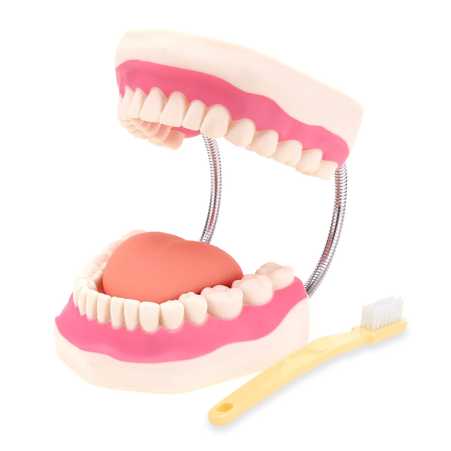 RONTEN Dental Teeth Care Model-Mouth Model for Speech Therapy, Enlarged 6 Times Standard Size, for Both Dental and Speech Therapy Training. Includes Matching Giant Toothbrush