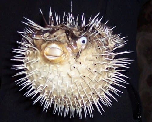 Huge Puffer Porcupine Real Blowfish Fish