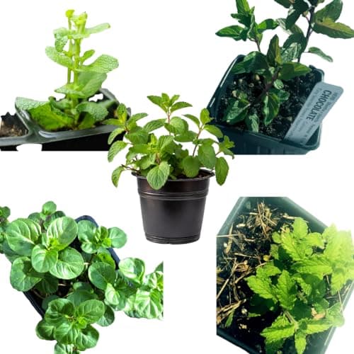 - Mint Plant Variety Pack, 5 Plants in 2.5" Pots, Indoor Gardening Set