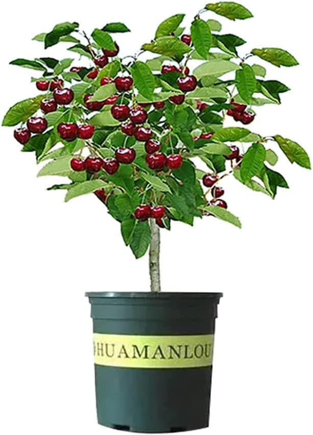 Black Cherry Fruit Tree Live Plant Seedling - Prunus serotina, Great for Home and Garden Yards Planting - No Ship to California - Native Edible Cherry Shade Tree